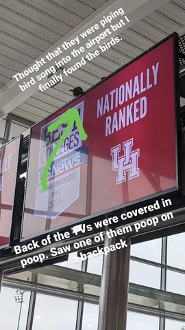 Thought that they were piping bird song into the airport but I finally found the birds. Back of the TVs were covered in poop. Saw one of them poop on a backpack