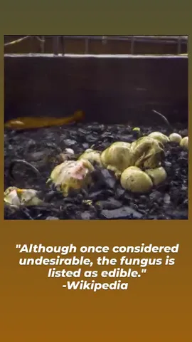 "Although once considered undesirable, the fungus is listed asย edible."
-Wikipedia