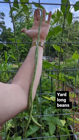 Yard
long
beans
