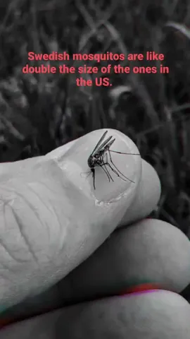 Swedish mosquitos are like double the size of the ones in the US.