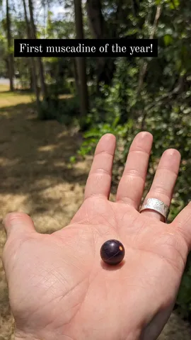 First muscadine of the year!