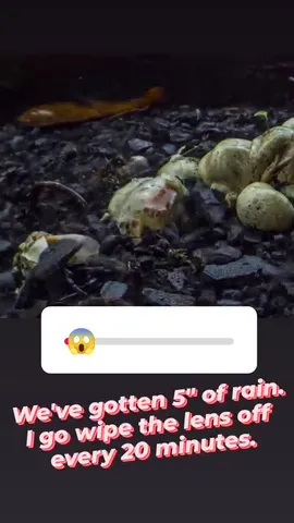 We've gotten 5" of rain.
I go wipe the lens off
every 20 minutes.