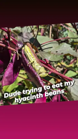 Dude trying to eat my hyacinth beans
