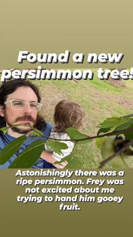 Found a new
persimmon tree! Astonishingly there was a ripe persimmon. Frey was not excited about me trying to hand him gooey fruit.