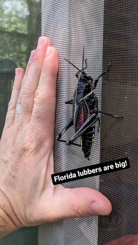 Florida lubbers are big!