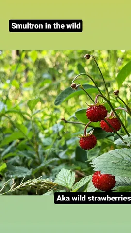 Smultron in the wild Aka wild strawberries