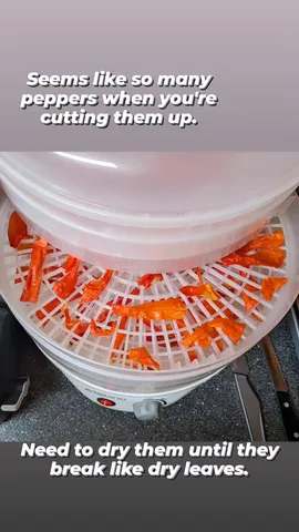 Seems like so many peppers when you're cutting them up. Need to dry them until they break like dry leaves.