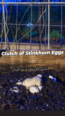 Clutch of Stinkhorn Eggs For the time lapse