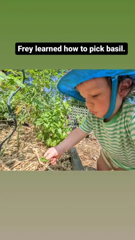 Frey learned how to pick basil.