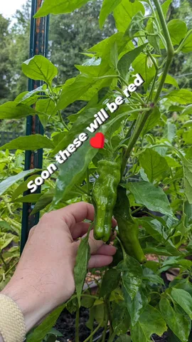 Soon these will be red
โฅ๏ธ