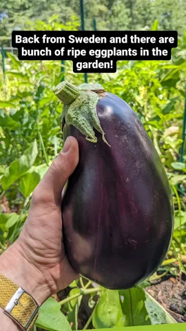 Back from Sweden and there are bunch of ripe eggplants in the garden!