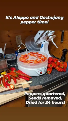 It's Aleppo and Gochujang pepper time! Peppers quartered,
Seeds removed,
Dried for 24 hours!